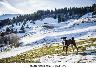 A dog is standing in Alps.