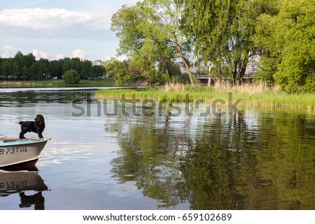 Dog standing at the boat, beautiful summer landscape