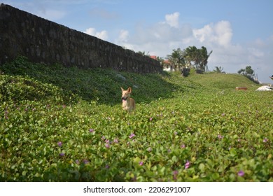 A Dog Standing In A Bush In Chennai Beach