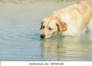 Dog Standing And Drinking In The  Lake 