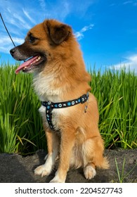 The Dog Was Standing In The Fields With A Collar On It.