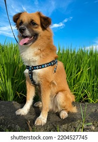 The Dog Was Standing In The Fields With A Collar On It.