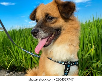 The Dog Was Standing In The Fields With A Collar On It.