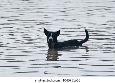 A Dog Is Standing  In The Flood Water Unique Stock Photo