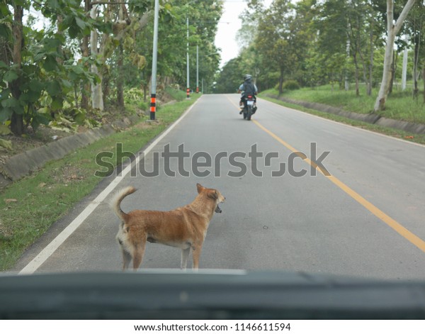 A dog standing in front of and blocking a car from\
driving off - dangerous and could cause injury to both the dog and\
a driver