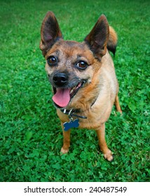 a dog standing in the grass panting