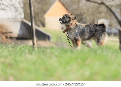 A dog is standing in a grassy field with a chain around its neck. The dog appears to be happy and content - Powered by Shutterstock