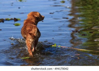 Dog standing on flood water.