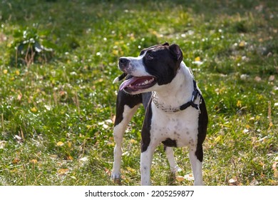 Dog Standing On Green Grass. Black And White American Staffordshire Terrier In Autumn Park.