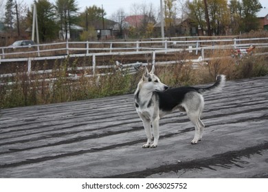 The Dog Is Standing On The Ground. The Dog Raised Its Ears. A Black And Brown Dog. Soil And Pebbles. Ears, Paws And Tail