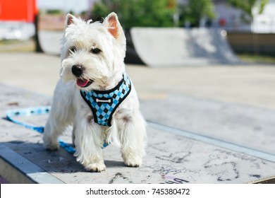 Dog standing on ramp in skate park, copy space