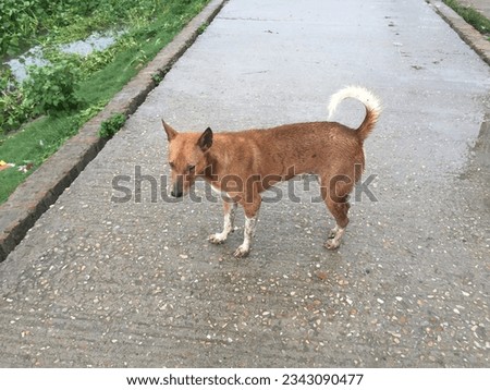 A dog standing on a road
