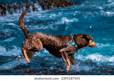 a dog is standing on a sandy beach next to the sea. - Powered by Shutterstock