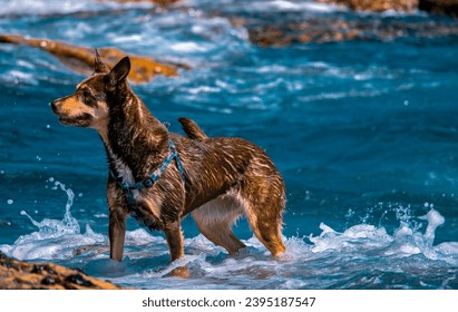 a dog is standing on a sandy beach next to the sea. - Powered by Shutterstock