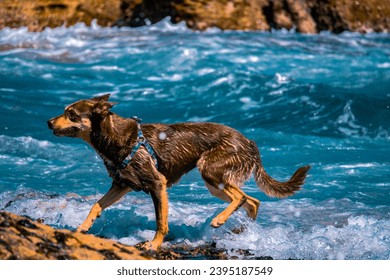 a dog is standing on a sandy beach next to the sea. - Powered by Shutterstock