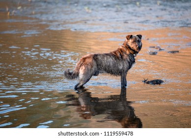 Dog standing on the water in the river on a summer day - Shutterstock ID 1119559478