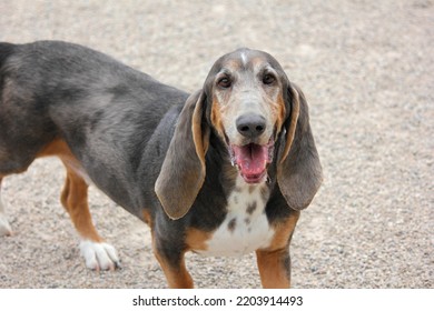 Dog Standing Outside On Gravel