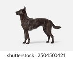 Dog standing side view, Dutch Sheperd dog breed, isolated on white background