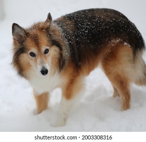 dog standing in the snow