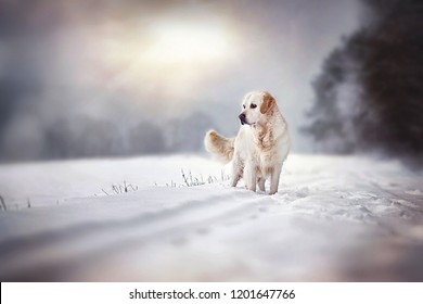Dog is standing in the snow in winter landscape