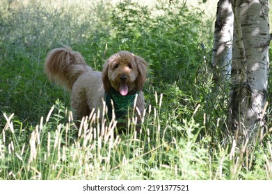 Dog Standing In Tall Grass