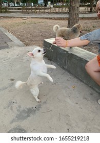 犬 後ろ姿 の写真素材 画像 写真 Shutterstock