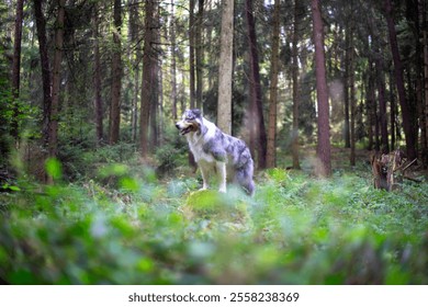 A dog stands alert in a lush, green forest. - Powered by Shutterstock