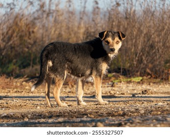 Dog stands alert on a gravel path surrounded by tall grass and plants - Powered by Shutterstock