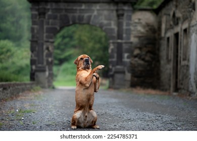 dog stands behind its hind legs. Shar Pei mix at the old castle