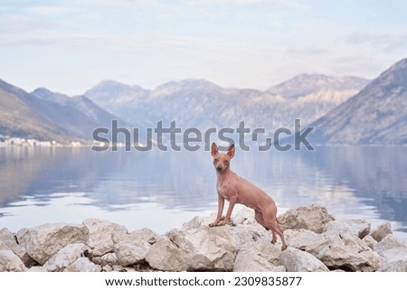 the dog stands on the stone against the backdrop of the sea and mountains. American Hairless Terrier near the water. Travel with a pet