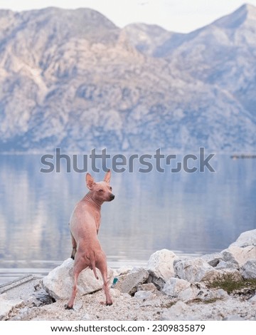 the dog stands on the stone against the backdrop of the sea and mountains. American Hairless Terrier near the water. Travel with a pet