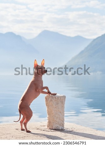 the dog stands on the stones against the backdrop of the sea and mountains. American Hairless Terrier near the water. Travel with a pet