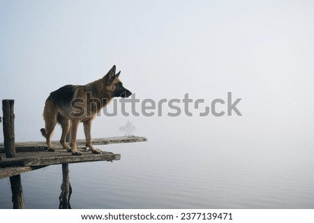Dog stands on wooden pier on a foggy autumn morning over a lake or river. German Shepherd poses standing on the edge of the bridge. Peaceful landscape. Behind the silhouette of a fisherman in a boat