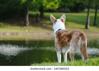 A Dog Stares At A Pond In Front Of Her In Frisco, TX.