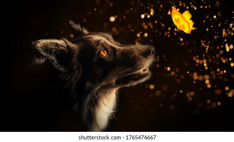 Dog Staring At The Butterfly