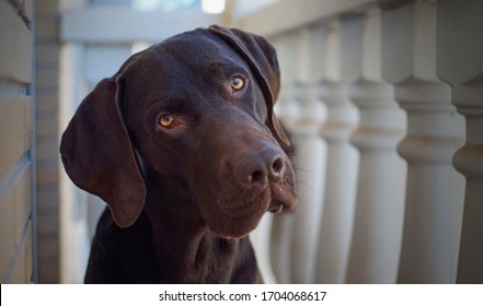                    
Dog Staring At Camera With Head Cocked            