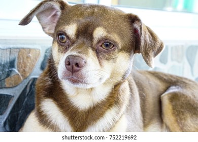 Dog Staring At A Nearby View.