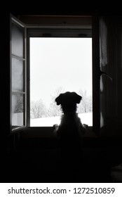 Dog Staring Out Of Window In The Snow
