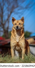 Dog Was Staring At Something With Interest And Searching For What Was Hiding In Bushes Along Path. Dogs Are Kept As Playmates And Keep Safety Of The Home As They Are Loyal Companions To Humans.