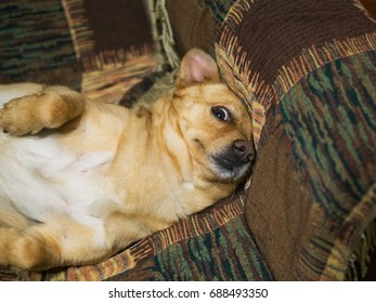 Dog With Startled Eyes On The Chair