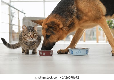 Dog Stealing Food From Cat's Bowl On Floor Indoors. Funny Friends