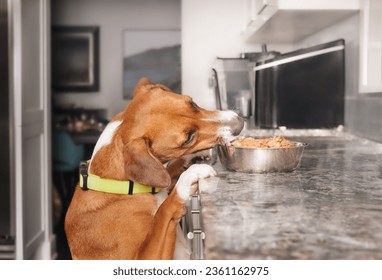 Dog stealing food from kitchen counter. Cute puppy dog with head tilted over pet food bowl with raw chicken or wet dog food. Funny counter surfing and  bad dog behavior or habit. Selective focus.