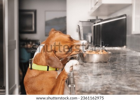Dog stealing food from kitchen counter. Cute puppy dog with head tilted over pet food bowl with raw chicken or wet dog food. Funny counter surfing and  bad dog behavior or habit. Selective focus.