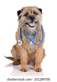 Dog With A Stethoscope