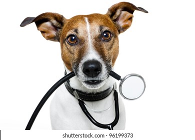 Dog With Stethoscope