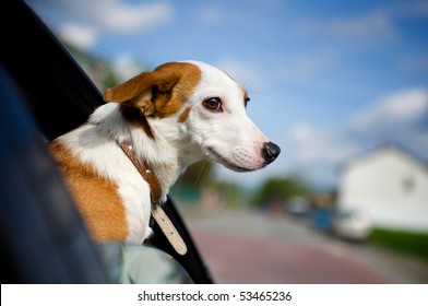 Dog Sticking His Head Out Of A Car Window