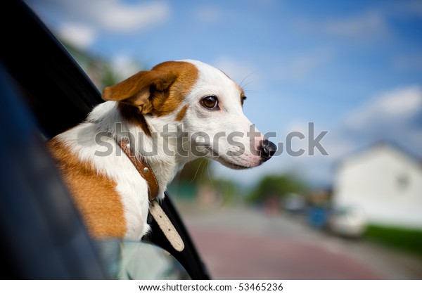 Dog Sticking His Head Out Car Stock Photo (Edit Now) 53465236