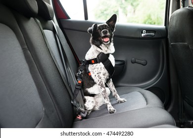 Dog With Sticking Out Tongue Sitting In A Car Seat