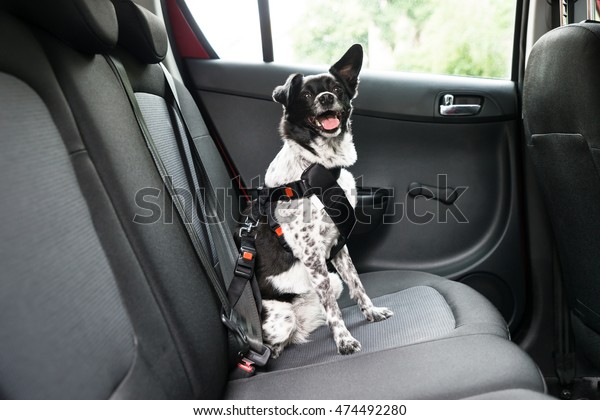 Dog With\
Sticking Out Tongue Sitting In A Car\
Seat