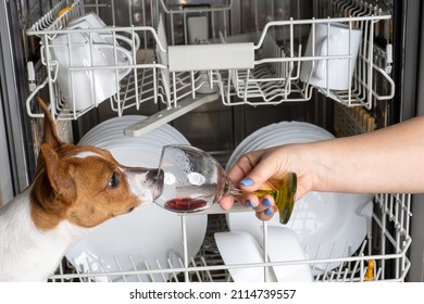 The Dog Sticks Its Muzzle Into A Glass Goblet Against The Backdrop Of A Dishwasher.